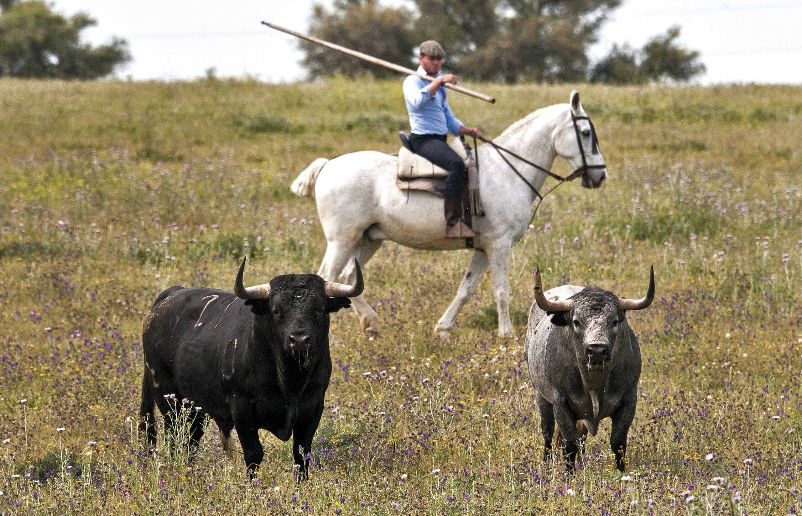 (Foto: Por las Rutas del Toro)