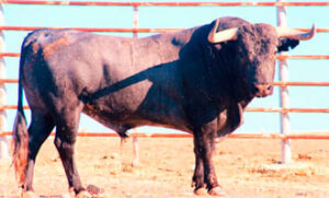 (Foto: www.victorinomartin.com)