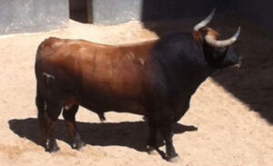 Toro nº 17 de Vegahermosa, sexto de la tarde.