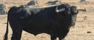 Porteño, primero de la tarde, en el campo.