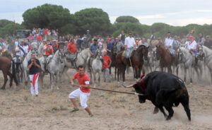 Álvaro Martín "El Portu", alanceando a Elegido, de Bañuelos. (Foto: André Viard)