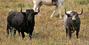(Foto: www.porlasrutasdeltoro.com)
