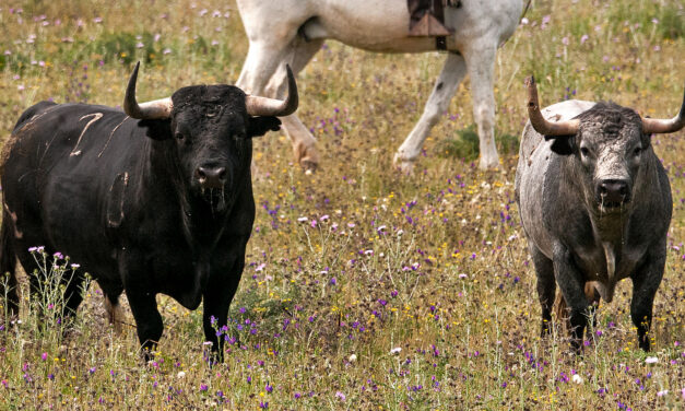 Los toros del regreso de Partido de Resina a Las Ventas