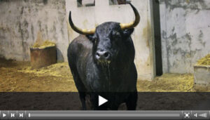 (Foto: www.logrono.choperatoros.com)