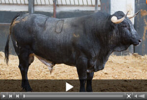 (Foto: Juan Pelegrín / las-ventas.com)