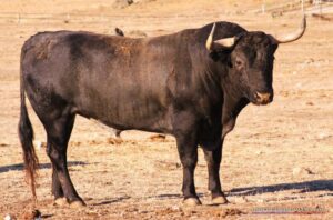 VERDASCO - Nº 4 - G 2010