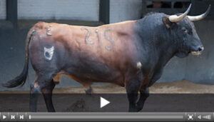 (Foto: www.las-ventas.com)