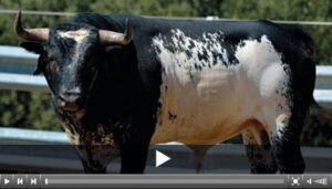 (Foto: www.toroszaragoza.es)