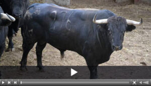 (Foto: www.toroszaragoza.es)