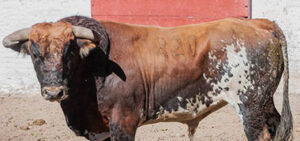(Foto: suertematador.com)