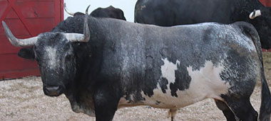Los de La Estancia para el estreno del Coliseo Yucatán