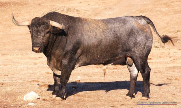 Victorino reseña los seis toros para Venezuela