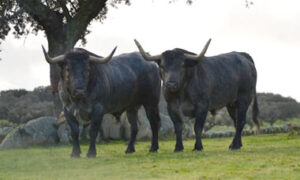 Dos toros de Adolfo Martín para Ceret 2015.