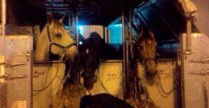 Los caballos, desembarcando en el aeropuerto.