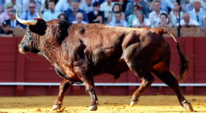 "Niñito", de El Pilar, excelente astado jugado este año en Sevilla. (Foto: Arjona)