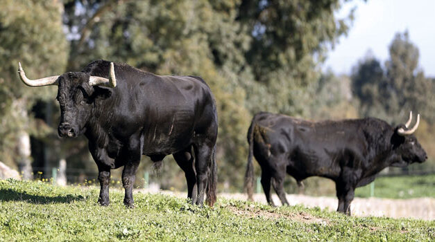 En la corte del bravo