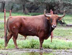 Toro de Lagunajanda