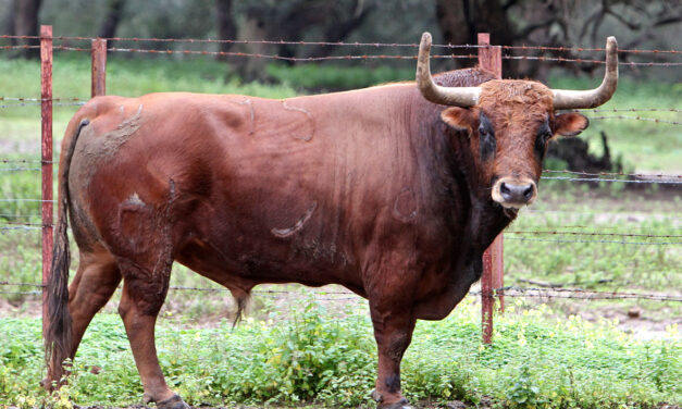 Cuadri, Felipe Bartolomé, Algarra y Lagunajanda para Sagunt