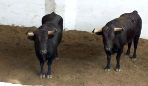 Dos de los novillos de Rincón Santo