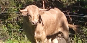 (Toro de Javier Molina)