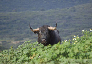 (Foto: J.Porcar)