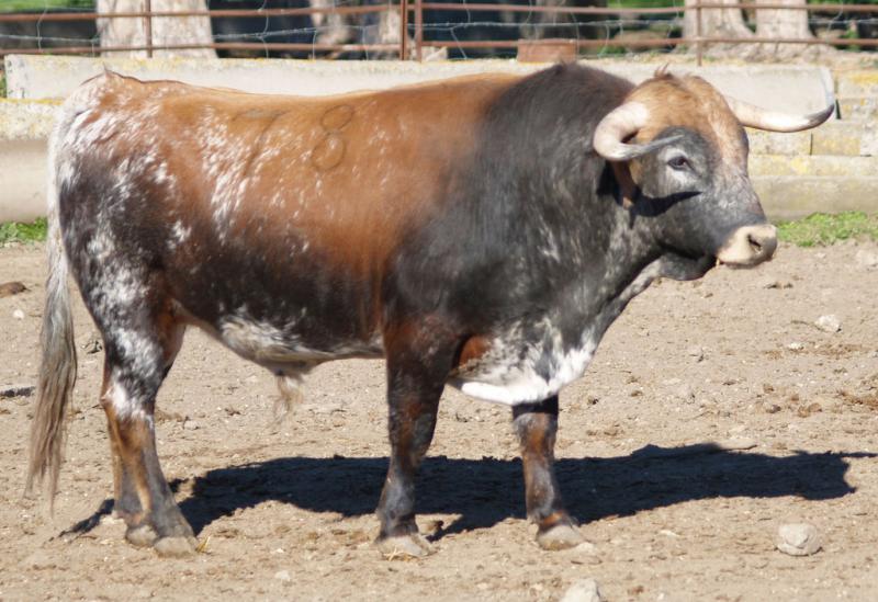 JUNQUITO, Nº 78, NACIDO EL 10/04/2011, DE CEBADA GAGO Y ENCASTE CEBADA GAGO