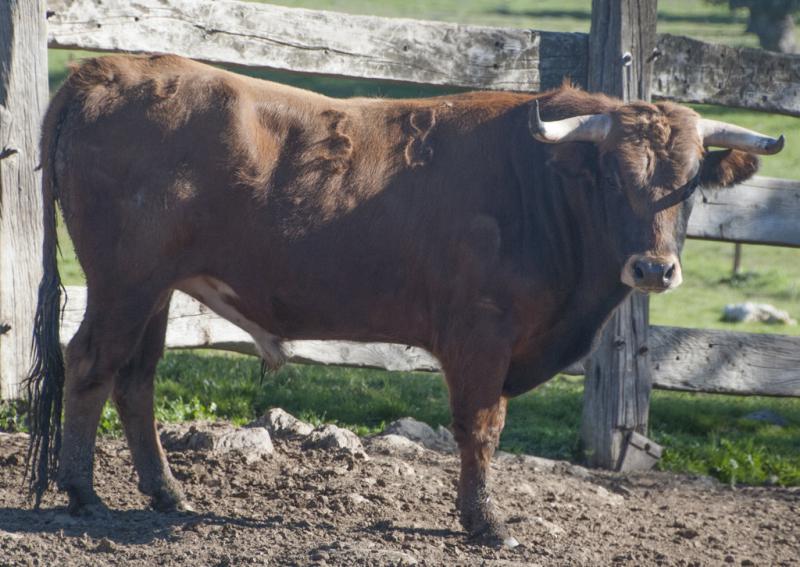 VALIENTE, Nº 38, NACIDO 11/11, DE LA REINA Y ENCASTE DOMECQ