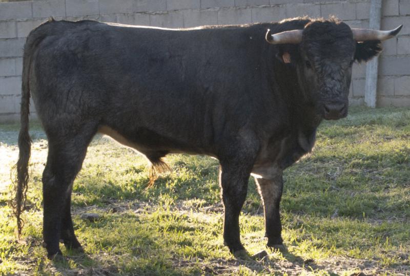 CONDUCIDO I, Nº 46, NACIDO 02/12, DE JOSÉ ESCOLAR Y ENCASTE ALBASERRADA