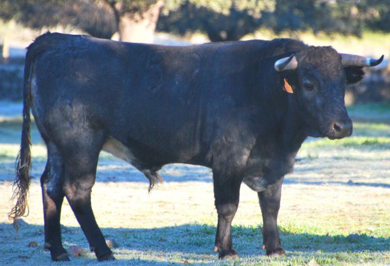 COREANO I, Nº 53, NACIDO 02/12 DE JOSÉ ESCOLAR Y ENCASTE ALBASERRADA