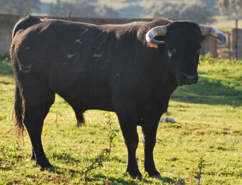 PESCADOR, Nº 32, NACIDO 11/2011, DE CASTILLEJO DE HUEBRA Y ENCASTE MURUBE - URQUIJO