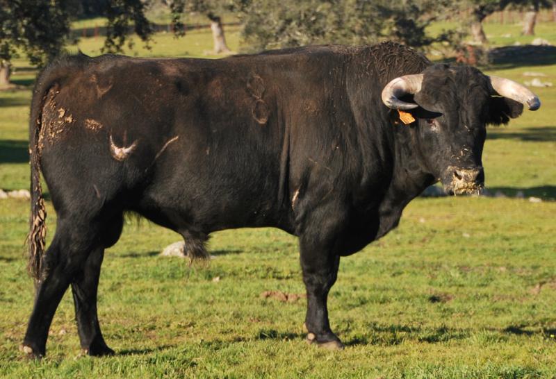 TAPONCILLO, Nº 8, NACIDO 10/11, DE CASTILLEJO DE HUEBRA Y ENCASTE MURUBE - URQUIJO