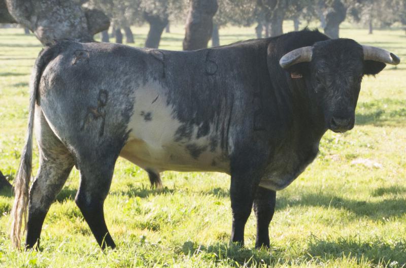 CAFETERO, Nº 93, NACIDO EL 31/1/2012, DE GANADERÍA PABLO MAYORAL Y ENCASTE SANTA COLOMA