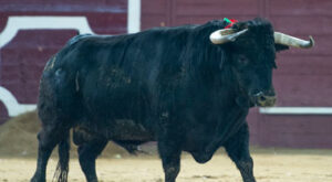 "Cachondito", de Cebada Gago, premio al mejor toro. (Foto: J.Arroyo)