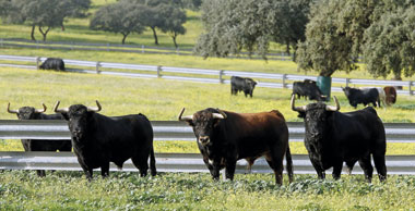 El cóctel de la bravura