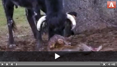 El milagro de la vida