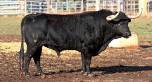 Uno de los toros de Cura de Valverde reseñados para la feria.