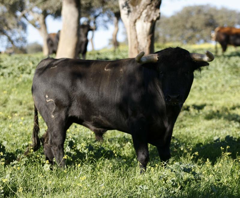 DORMILÓN, número 146, 11/10, negro, de La Dehesilla