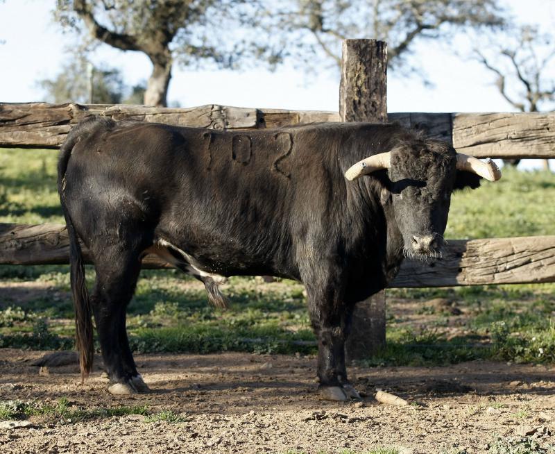 PALETO, número 102, 12/10, negro mulato, de José Luis Pereda.