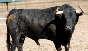 Toro nº 132 reconocido y aprobado en Valencia. (Foto: Arjona)