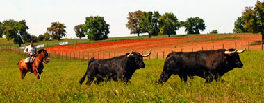 Asaltan a punta de pistola la ganadería de Los Bayones