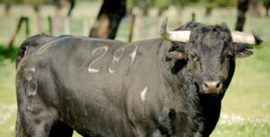 Uno de los toros de Palha que se lidiarán.