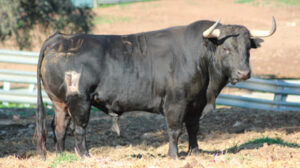 Toro reseñado para la Feria de San Julián. (Foto: Noelia Ávila.)
