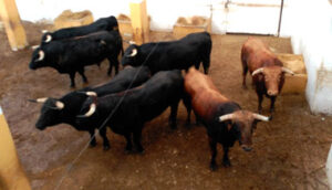 Toros de Los Ronceles en los corrales de Benidorm.