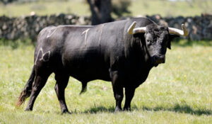 Uno de los toros reseñados para hoy. (Foto: Arjona)
