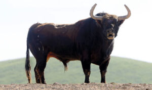 Largapuya, número 38, castaño. (Foto: Arjona)