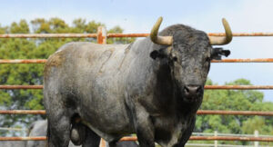 Toro de Victorino Martín reseñado para Istres.