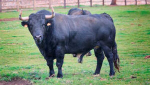 Toro de José Cruz. (Foto: www.choperatoros.com)