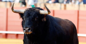 "Turulato", de Fuente Ymbro, lidiado este año en Sevilla. (Foto: Arjona)