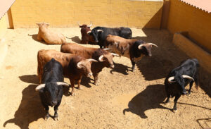 Los toros de Núñez del Cuvillo en los corrales.
