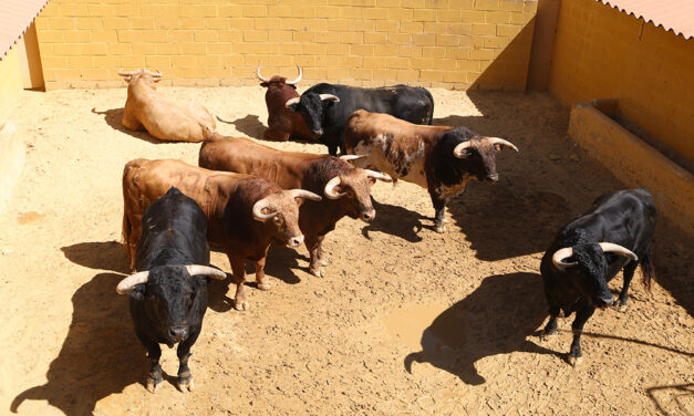 Listos los de Cuvillo para la segunda de feria en Jerez